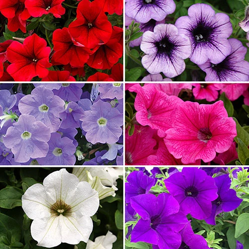 Surfinia Petunia Collection 2 Surfinia Petunia Collection - Image 2