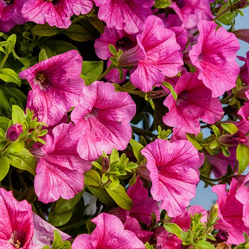 Surfinia Petunia Collection 3 Surfinia Petunia Collection - Image 3