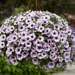 Surfinia Petunia Collection 16 Surfinia Petunia Collection -Flower Harvest Shop 400881 7