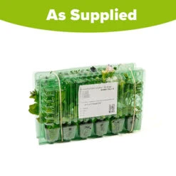 Surfinia Petunia Collection 17 Surfinia Petunia Collection -Flower Harvest Shop 400881 8