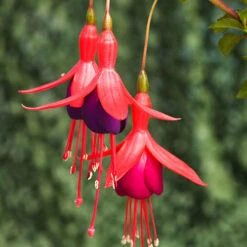 Complete Hardy Fuchsia Collection -Flower Harvest Shop 400947 3