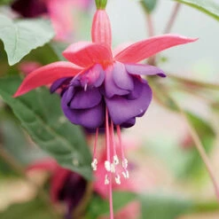 Complete Hardy Fuchsia Collection -Flower Harvest Shop 400947 5