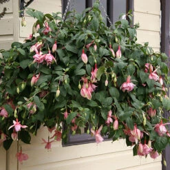Fuchsia 'Julie Horton' 6 Fuchsia 'Julie Horton' -Flower Harvest Shop 400997 1