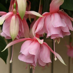 Fuchsia 'Julie Horton' 7 Fuchsia 'Julie Horton' -Flower Harvest Shop 400997 2