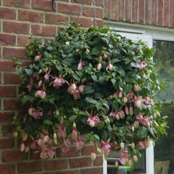 Fuchsia 'Julie Horton' 9 Fuchsia 'Julie Horton' -Flower Harvest Shop 400997 4