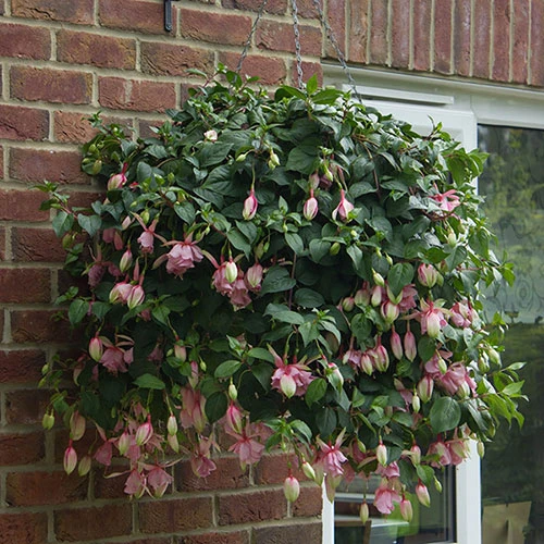 Fuchsia 'Julie Horton' 5 Fuchsia 'Julie Horton' - Image 5