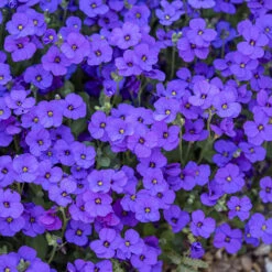 Aubretia Royal Mix -Flower Harvest Shop 401147 2