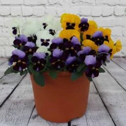 Pansy Colourburst -Flower Harvest Shop 401155 1