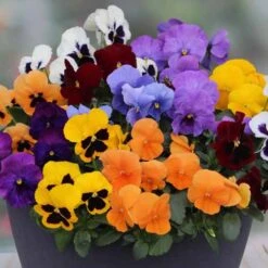 Pansy Colourburst -Flower Harvest Shop 401155 2