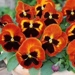 Pansy Solar Flare -Flower Harvest Shop 401156 2