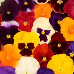 Pansy Grande Fragrance -Flower Harvest Shop 401157 3