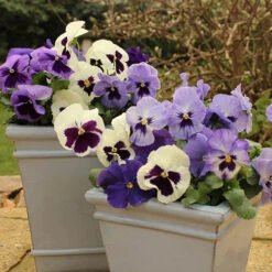 Pansy Oceana -Flower Harvest Shop 401158 3