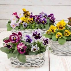Pansy Can Can -Flower Harvest Shop 401161 2