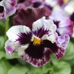 Pansy Can Can -Flower Harvest Shop 401161 4