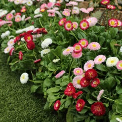 ?Bellis Belle? Bedding Plants 60 Plugs -Flower Harvest Shop 401163 2