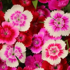 Dianthus Sweet William 'Gem' -Flower Harvest Shop 401164 2