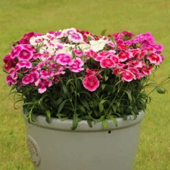 Dianthus Sweet William 'Gem' -Flower Harvest Shop 401164 3