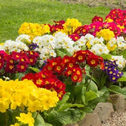 Polyanthus High Seas -Flower Harvest Shop 401166 2