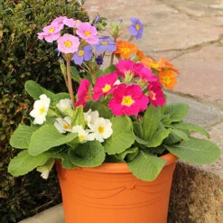 Polyanthus High Seas -Flower Harvest Shop 401166 3