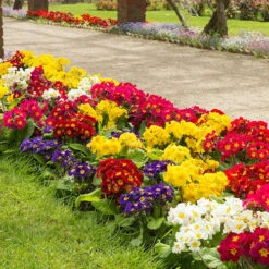 Polyanthus High Seas -Flower Harvest Shop 401166 5