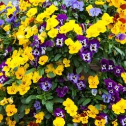 Pansy Cascadia XL Trailing 8 Pansy Cascadia XL Trailing -Flower Harvest Shop 401172 1