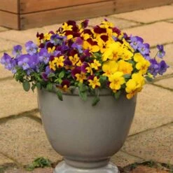 Pansy Cascadia XL Trailing 9 Pansy Cascadia XL Trailing -Flower Harvest Shop 401172 2