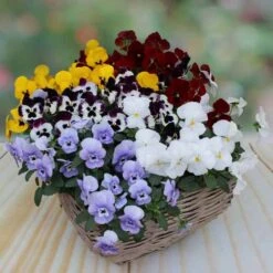 Pansy Cascadia XL Trailing 10 Pansy Cascadia XL Trailing -Flower Harvest Shop 401172 3