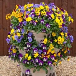 Pansy Cascadia XL Trailing 11 Pansy Cascadia XL Trailing -Flower Harvest Shop 401172 4