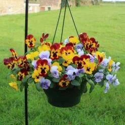 Pansy Cascadia XL Trailing 12 Pansy Cascadia XL Trailing -Flower Harvest Shop 401172 5