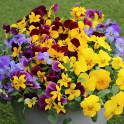 Pansy Cascadia XL Trailing 13 Pansy Cascadia XL Trailing -Flower Harvest Shop 401172 6