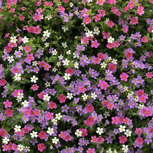 Bacopa Bluetopia & Snowtopia Mix 1 Bacopa Bluetopia & Snowtopia Mix