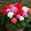 Geranium 'Parade'