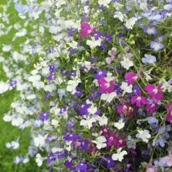 Lobelia Trail Away -Flower Harvest Shop 401345 2