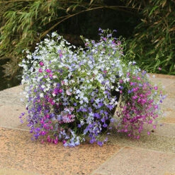 Lobelia Trail Away -Flower Harvest Shop 401345 3