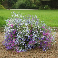 Lobelia Trail Away -Flower Harvest Shop 401345 5