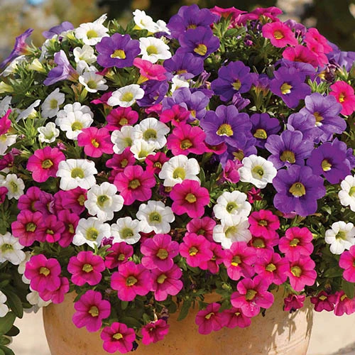 Trillion Bells Celebration Mix 1 Trillion Bells Celebration Mix