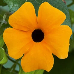 Thunbergia Sunny Mixed 9 Thunbergia Sunny Mixed -Flower Harvest Shop 401394 2