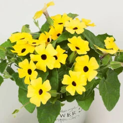 Thunbergia Sunny Mixed 13 Thunbergia Sunny Mixed -Flower Harvest Shop 401394 6