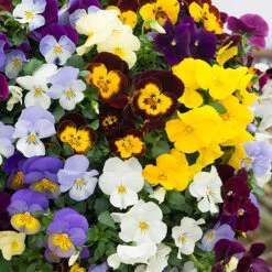 Trailing Hardy Pansy 'Fragrant Waterfall ' -Flower Harvest Shop 401455 2