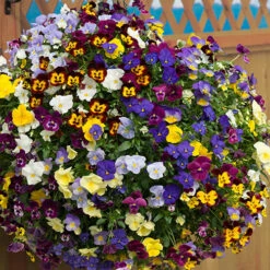 Trailing Hardy Pansy 'Fragrant Waterfall ' -Flower Harvest Shop 401455 3