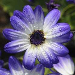 Senetti Collection 6 Senetti Collection -Flower Harvest Shop 401488 2
