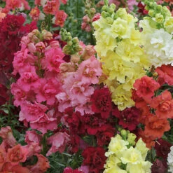 Antirrhinum 'Mini Butterflies' Mix