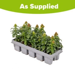 Antirrhinum 'Mini Butterflies' Mix -Flower Harvest Shop 410048 2