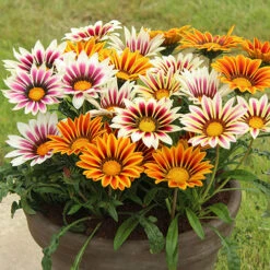 Gazania 'Tiger Stripes Mix' -Flower Harvest Shop 410060 1