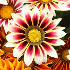 Gazania 'Tiger Stripes Mix' -Flower Harvest Shop 410060 2