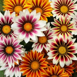 Gazania 'Tiger Stripes Mix' -Flower Harvest Shop 410060 3