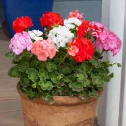 Geranium 'Cabaret Mix' -Flower Harvest Shop 410062 2