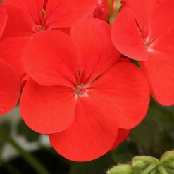 Geranium 'Ultimate Red' -Flower Harvest Shop 410064 4