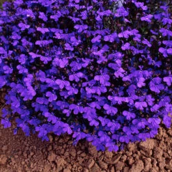 Lobelia 'Crystal Palace Blue' 10 X Garden Ready Plugs -Flower Harvest Shop 410068 1