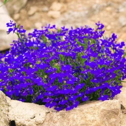 Lobelia 'Crystal Palace Blue' 10 X Garden Ready Plugs -Flower Harvest Shop 410068 2